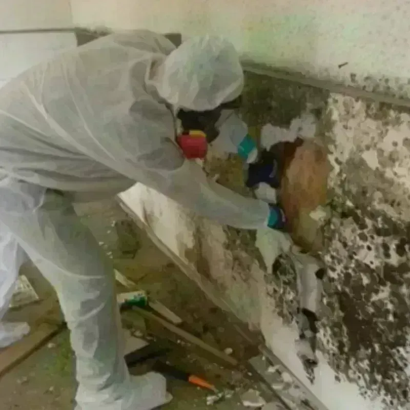 Mold Remediation and Removal in Draper, UT